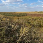 Бөрлі ауданында 10000 гектар жер учаскесі шаруаларға берілмек