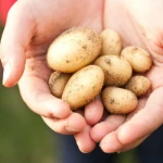 В минсельхозе РК молодой картофель назвали премиальным продуктом