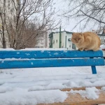В каких регионах Казахстана зима будет снежной — прогноз «Казгидромета»