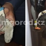 Летучих мышей обнаружили в детском саду Атырау