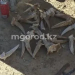 12 рогов сайгаков нашли у жителя Уральска