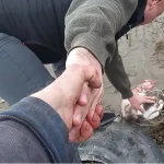 Окровавленную кошку со связанными лапами спасли в Атырау