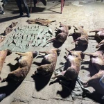 Маңғыстау облысында киік мүйізін заңсыз сақтаған тұрғын ұсталды