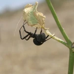 Пик миграции каракурта и симптомы после его укуса