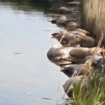 Более 100 сайгаков затоптали друг друга при переходе реки в Актюбинской области