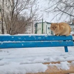 Снег ожидается в ЗКО 7 января