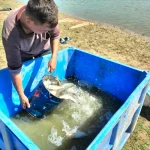 Сотню тысяч мальков спасли из водоема в Атырау