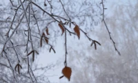 На западе Казахстана ожидаются заморозки