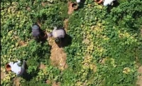 С полей ЗКО собрано более 6,5 тысячи тонн урожая