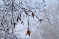 На западе Казахстана ожидаются заморозки