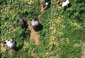 С полей ЗКО собрано более 6,5 тысячи тонн урожая