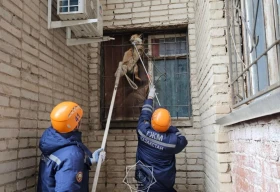 Оралда құтқарушылар түлкіні құтқарды