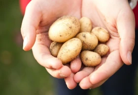 В минсельхозе РК молодой картофель назвали премиальным продуктом