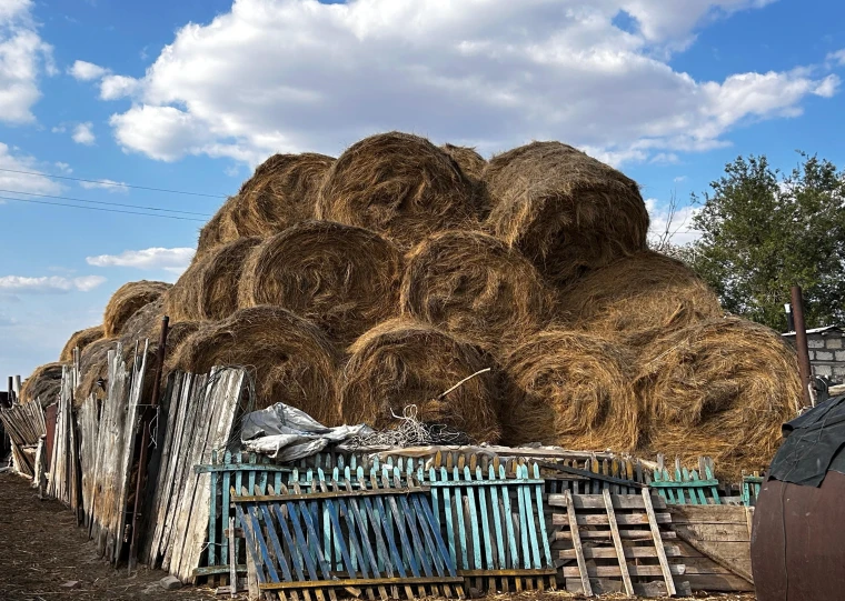 БҚО-да ең қымбат шөп Жәнібек ауданында сатылуда:  Бір рулон шөп 13 мың теңге тұрады