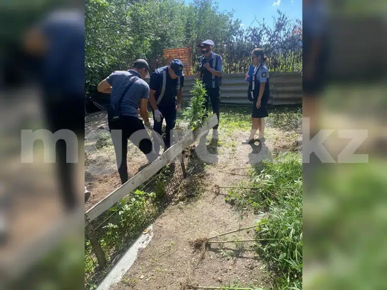 Пенсионер выращивал коноплю во дворе своего дома в Уральске | Мой Город Пенсионер выращивал коноплю во дворе своего дома в Уральске