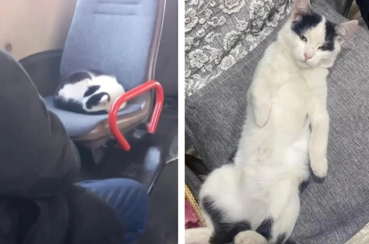 В Уральске ищут кота, который катается на автобусе
