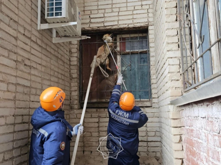 Оралда құтқарушылар түлкіні құтқарды | Мой Город Оралда темір торға кептеліп қалған түлкі құтқарылды.