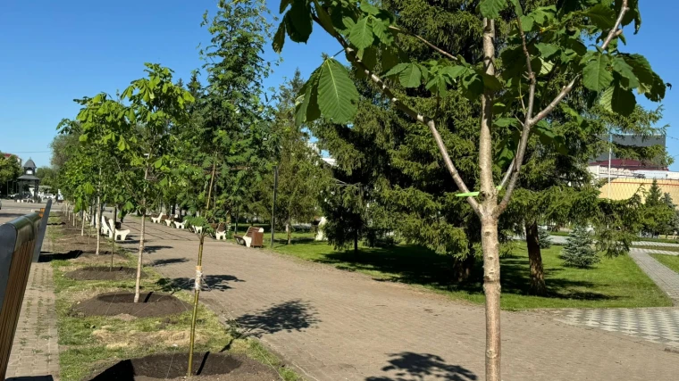 Новые деревья начали высаживать в центре Уральска | Мой Город Новые деревья начали высаживать в центре Уральска