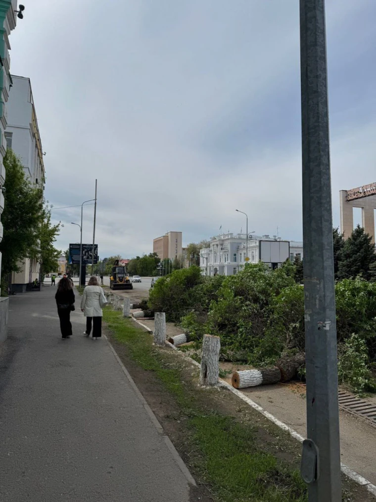 Вырубку деревьев в центре города прокомментировали в акимате Уральска | Мой Город Вырубку деревьев прокомментировали в акимате Уральска