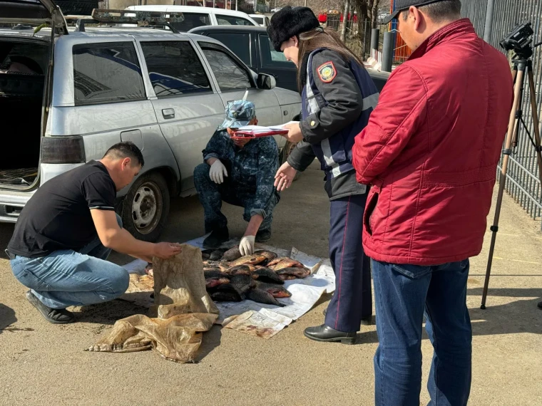 1,5 тонны рыбы изъяли в ЗКО