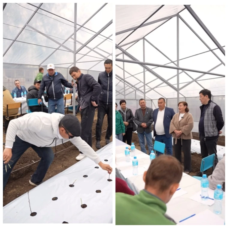 Первую теплицу в рамках проекта Batys AgroHub открыли в Бурлинском районе | Мой Город Первую теплицу в рамках проекта Batys AgroHub открыли в Бурлинском районе