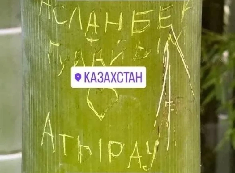 Жительница Атырау повредила редкий бамбук в ботсаду Батуми, вырезав на нем инициалы | Мой Город Жительница Атырау нацарапала свое имя на бамбуке в ботаническом саду