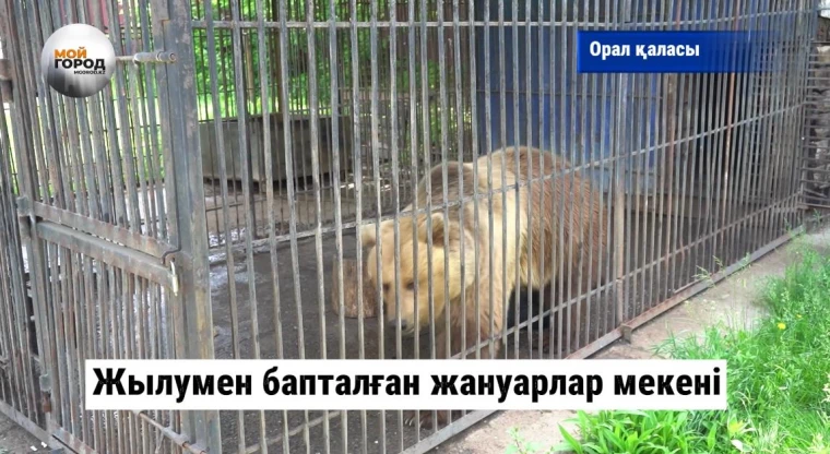 Жылумен бапталған жануарлар мекені | Мой Город Жылумен бапталған жануарлар мекені
