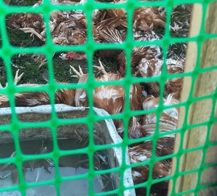 Более двух десятков кур растерзали в Уральске