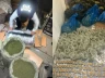 Ақтауда 196 келі марихуана тәркіленді