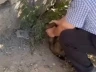 Казахстанец пытался зарезать щенка