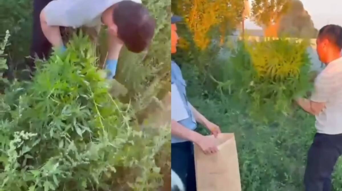 500 кустов конопли «вырастил» житель Актюбинской области