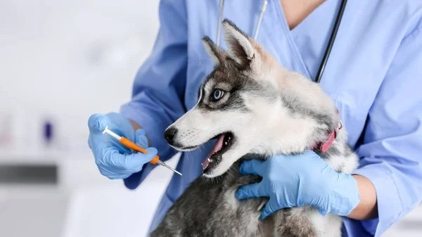 Казахстанцев обяжут чипировать собак и кошек