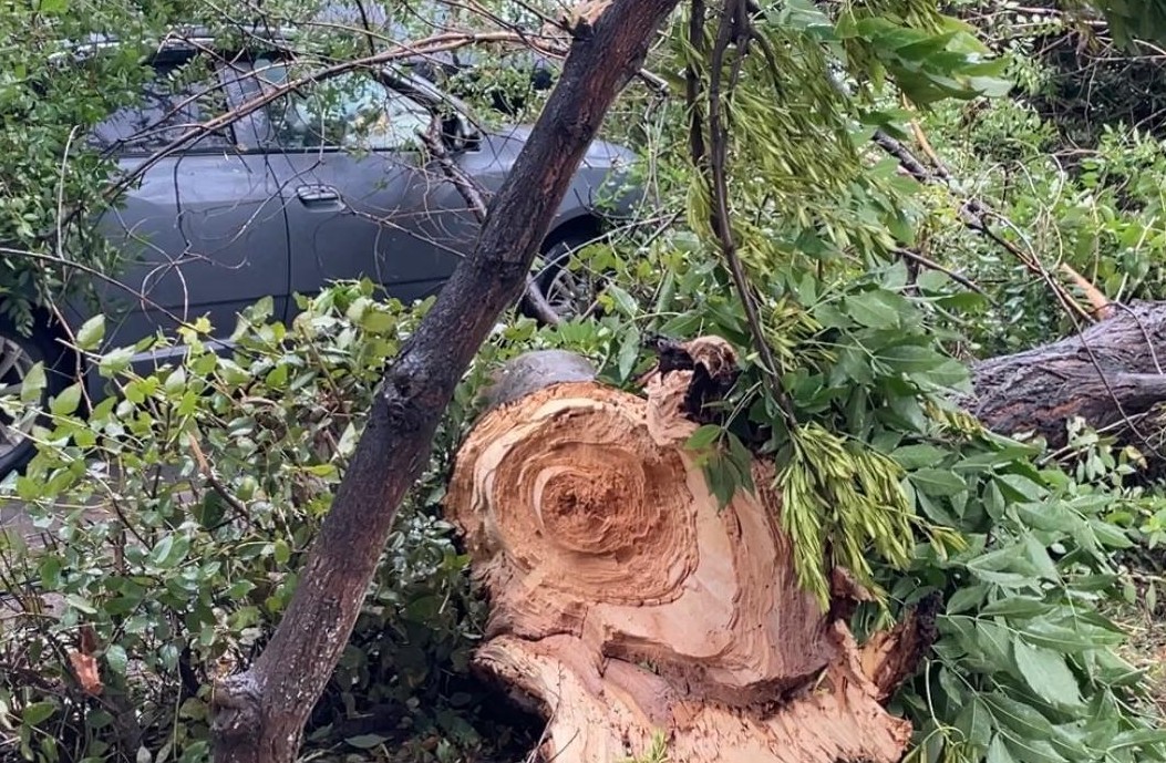Дерево рухнуло на авто в Уральске