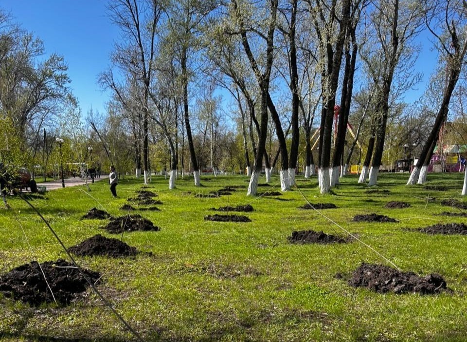 Оралда ағаштарды күтіп ұстауға бөлінген 155 млн теңге мемлекетке қайтарылды