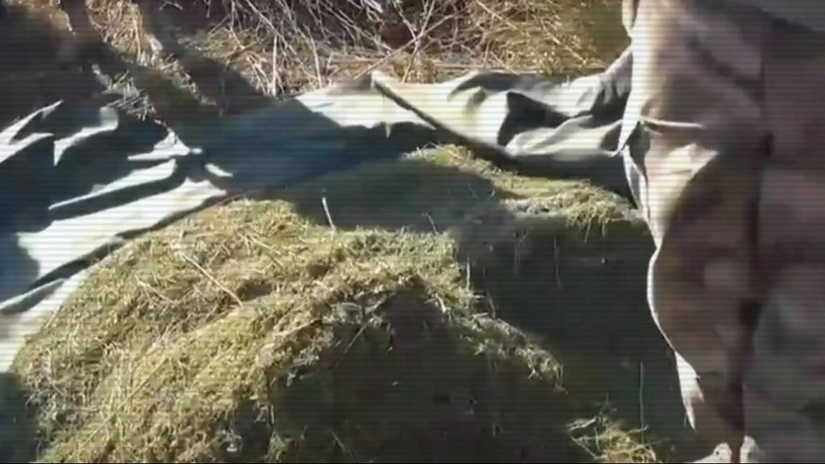 Партию наркотиков и сырья на 120 кг обнаружили полицейские на юге Казахстана