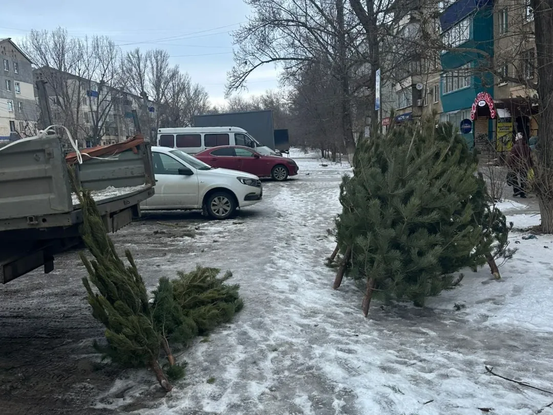 16 дел завели за торговлю ёлками в неустановленных местах в ЗКО