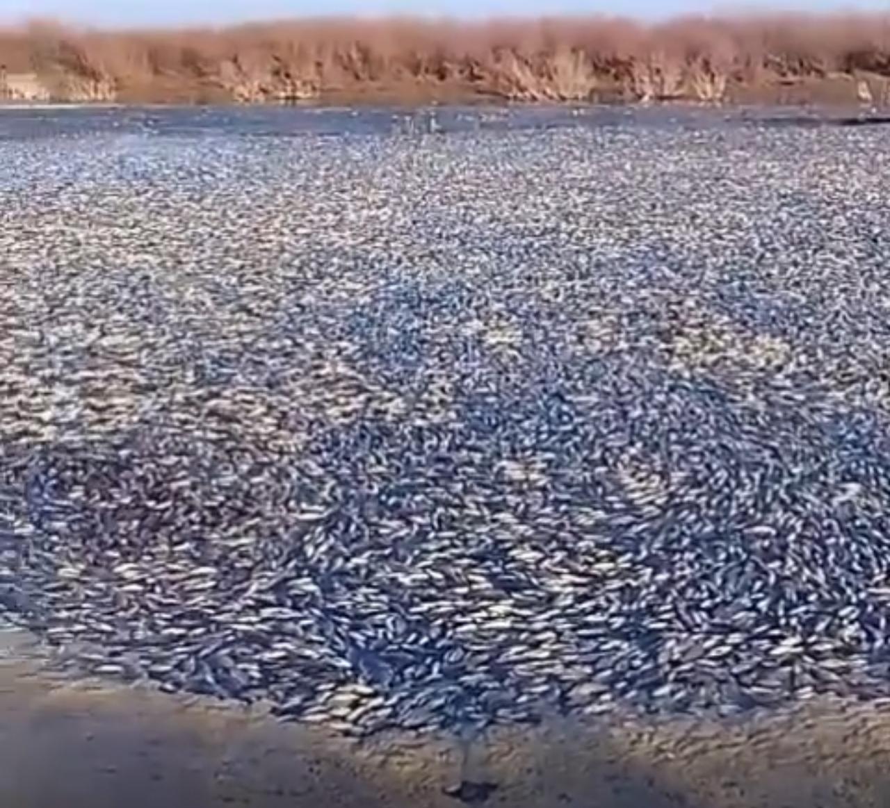 Массовый мор рыбы сняли на видео на водоёме в ЗКО