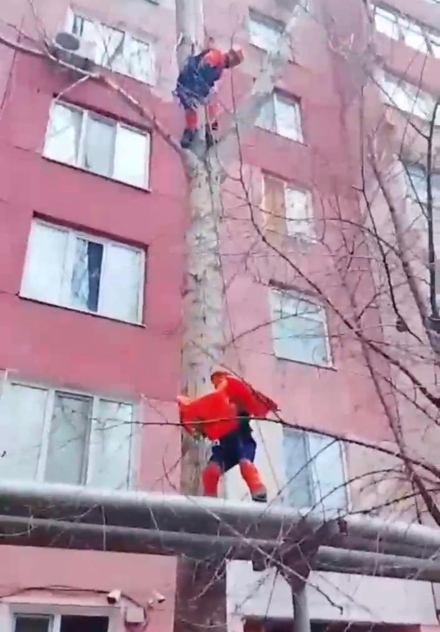 Батысқазақстандық құтқарушылар мысықты құтқарды