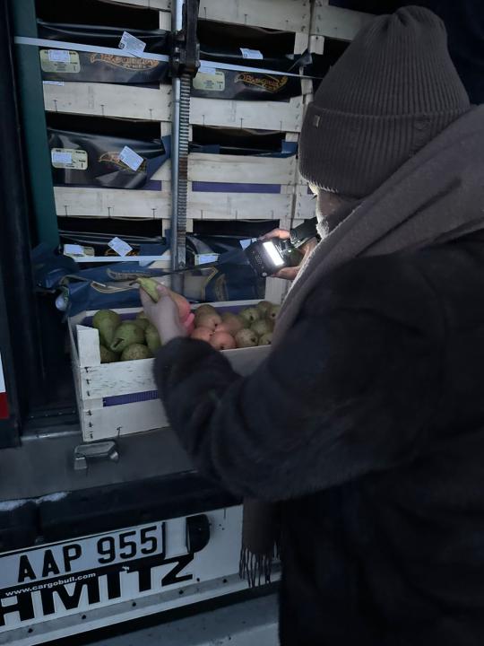 В Мангистау развернули 19 тонн груш из Бельгии — товар не прошёл проверку