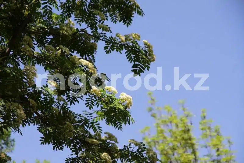 Солнце и ветер: какая погода будет в ЗКО 16 сентября