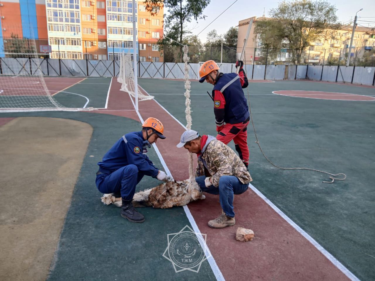 Бездомную собаку спасли в Уральске