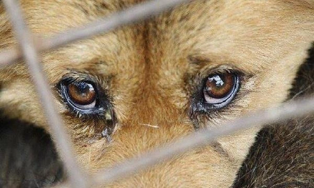 Собаку облили бензином и подожгли: в Атырауской области осудили живодеров