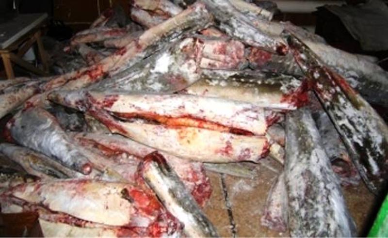 Атырау. Более двух тонн рыбы изъяли полицейские за несколько часов