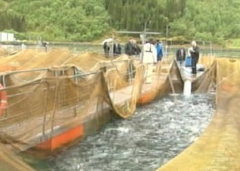 Норвегия увеличивает объемы поставок рыбы в Казахстан