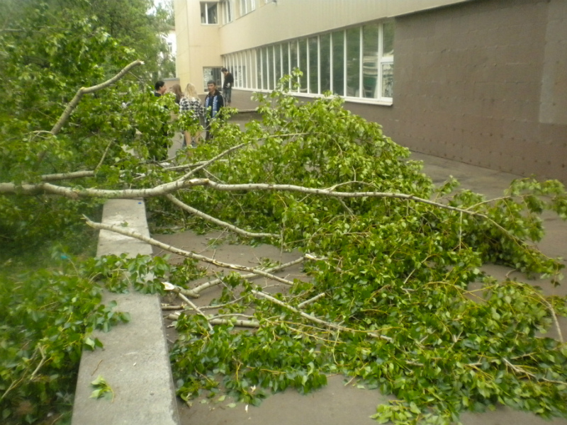 В Уральске на детей в садике рухнуло дерево