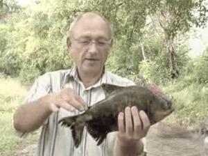 В Ишиме поймали пиранью