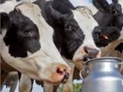 Казахстан к 2020 году увеличит производство молока на 1,7 млн тонн