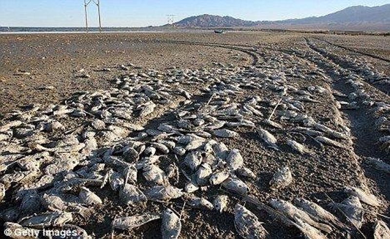 В Атырау нефтяную компанию оштрафовали за гибель чаек
