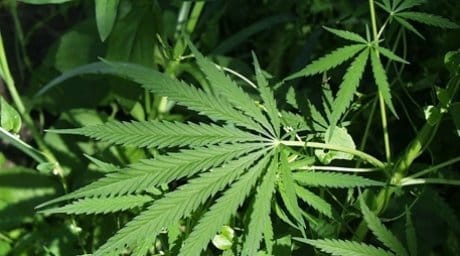 Жилье из конопли и грунта предложили строить в Казахстане