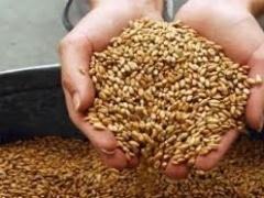 В Восточном Казахстане экспорт сельскохозяйственной продукции превысил итоги прошлого года